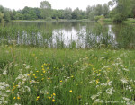 vijver De Stouwe